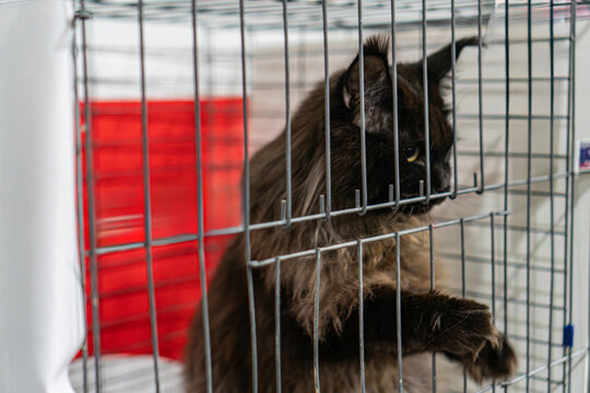 A large, well-groomed black Maine Coon cat is shown standing upright inside a wire cage, paws on the door, possibly attempting to open it The background suggests indoor documentation or certificatio