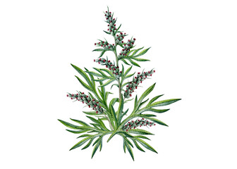 Naklejka premium Mugwort branch with leaves isolated on white background. Hand painted medicinal herb watercolor illustration for herbal medicine, apothecary products, wellness branding, packaging and botanical design