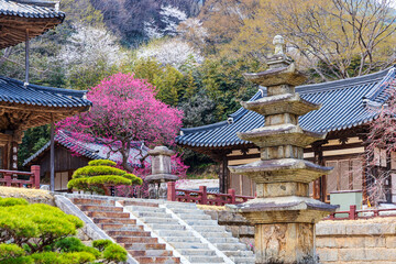 Fototapeta premium Ancient stone pagoda and stone stairs with vibrant pink plum blossom in full bloom at Hwaeomsa Temple in Gurye South Korea Spring season