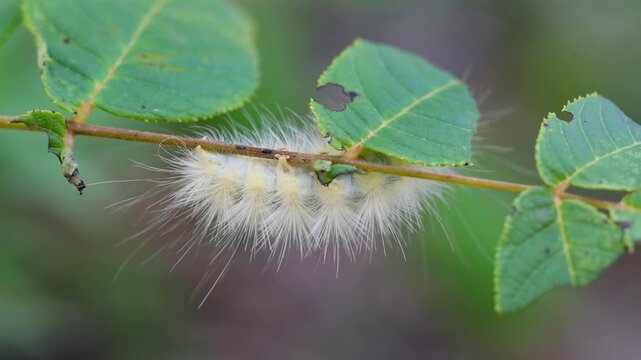 American dagger moth caterpillar eating a leaf