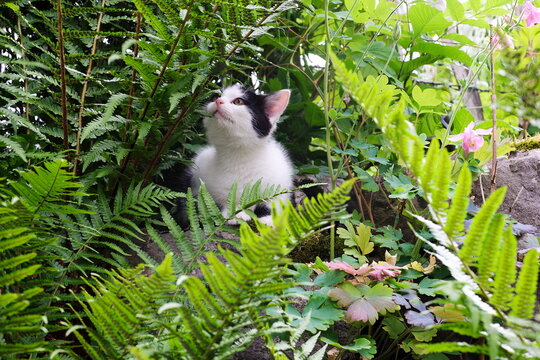 K&auml;tzchen schnuppert im Garten