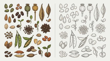 Obraz premium Collection of various seeds and sprouts, presented in both color and line art styles.