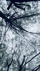 Obraz premium Tall Tree Trunk Silhouette Against Bright Canopy Sky