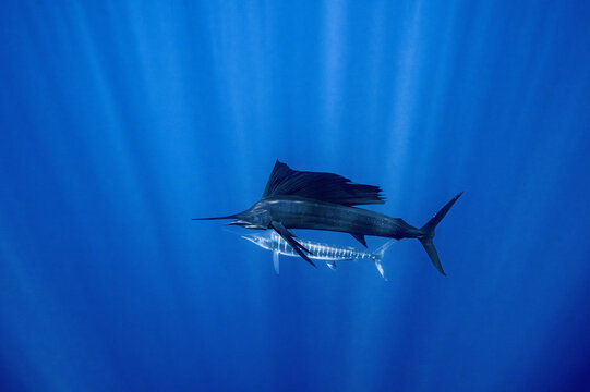 View of a sailfish and a marlin swimming through deep blue water with sun rays filtering from the surface in Magdalena Bay, Mexico.