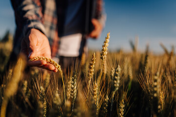 Farmer hand inspecting ripe wheat ear in field © Ljustina