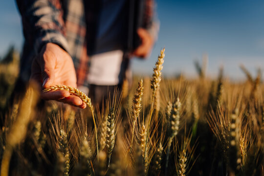 Farmer hand inspecting ripe wheat ear in field