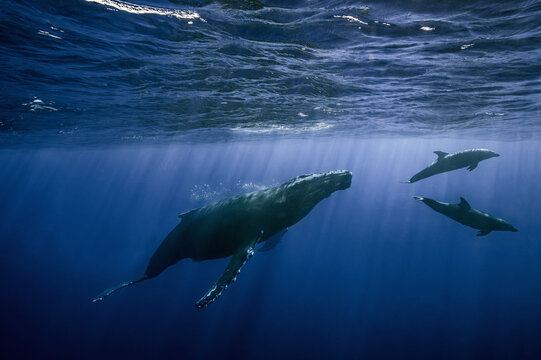 View of a humpback whale and two dolphins swimming through deep blue water with sunbeams filtering from the surface at Magdalena Bay Mexico.