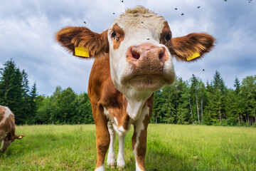Close-up portrait of a curious young cow standing on a green pasture with flies around its face. Livestock farming and animal husbandry concept. © Oleksandra
