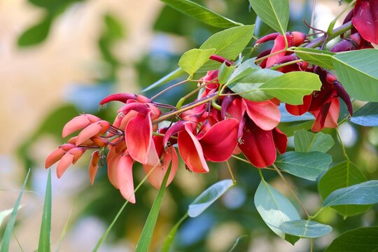 The red blossoms of a flowering cockspur coral tree (erythrinacrista-galli) growing along the banks of the river at Parramatta Park - Sydney, New South Wales, Australia 