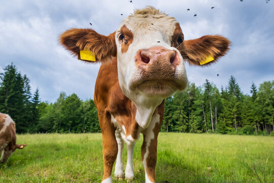 Close-up portrait of a curious young cow standing on a green pasture with flies around its face. Livestock farming and animal husbandry concept.