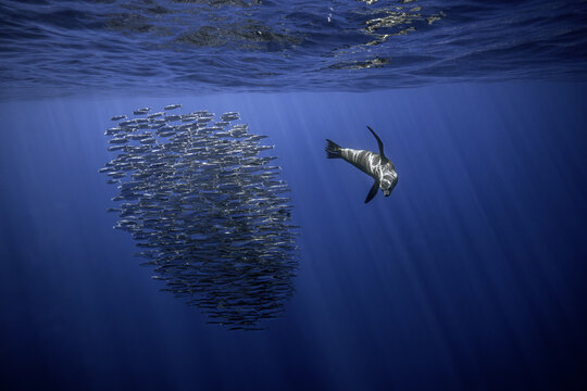 View of a sea lion swimming towards a large bait ball of sardines in deep blue water with sunbeams at Magdalena Bay, Mexico.