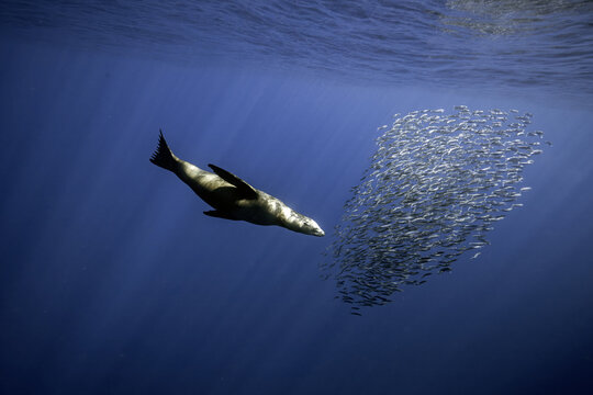 View of a sea lion swimming towards a dense bait ball of small fish in clear blue water with sunbeams at Magdalena Bay Mexico.