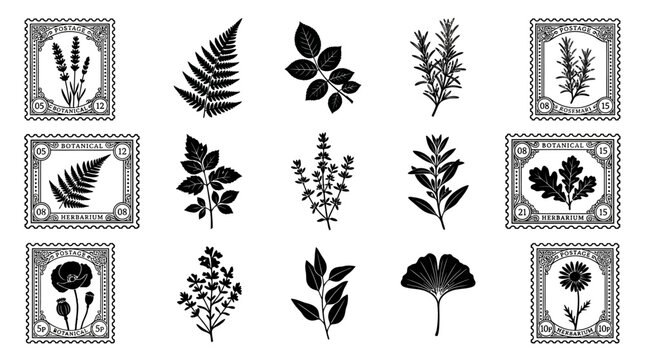 Black and white botanical leaf illustrations.