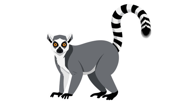 Ring-tailed lemur cartoon, animal illustration, wildlife concept, educational background