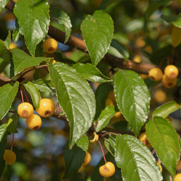 Malus baccata