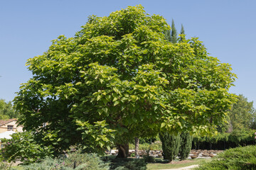 Obraz premium Paulownia tomentosa