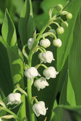 Obraz premium Brin de muguet 