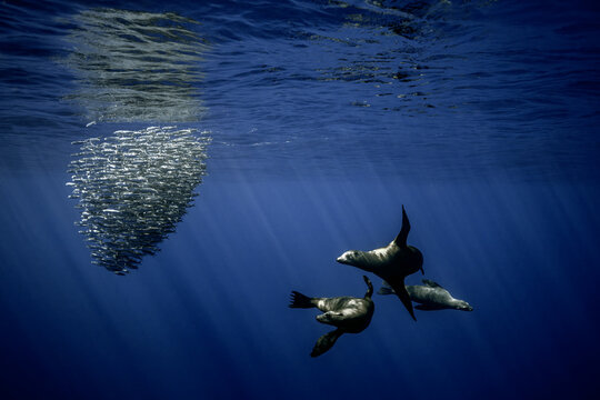 View of sea lions swimming near a dense bait ball of sardines in the clear blue waters of Magdalena Bay, Mexico.