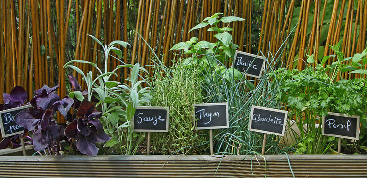 Herbes aromatiques dans un carr&eacute; potager
