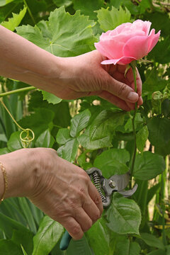 Cueillette d'une rose avec un s&eacute;cateur