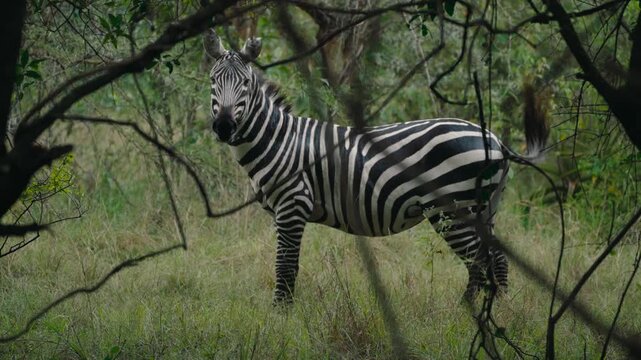 Curious zebra observing its surroundings in a dense green forest, swishing its tail
