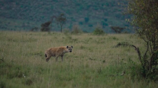 Spotted hyena, crocuta crocuta, walking through the tall green grass of the african savannah