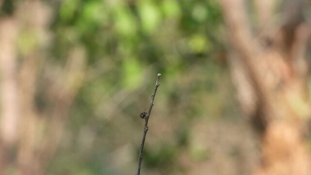 Housefly relaxing and flaying on stick .
