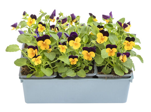 Barquette de Viola cornuta	