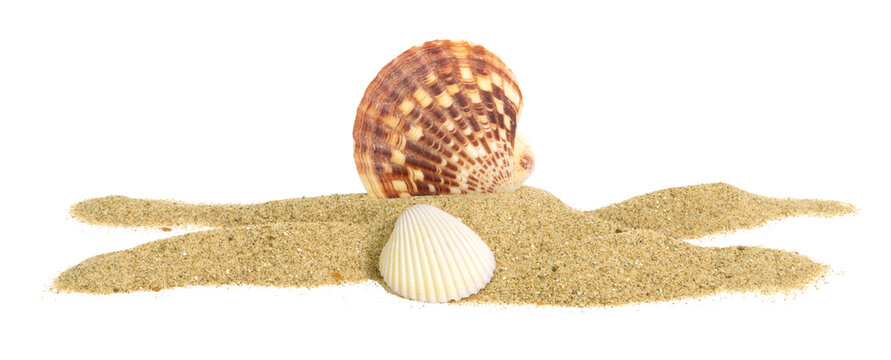 Coquillages sur un fond de sable de plage	