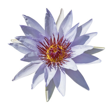 Fleur de N&eacute;nuphar bleue