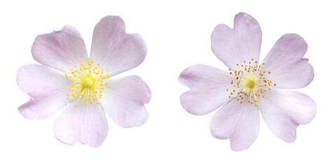 Fleurs de Rosa micrantha  © hcast