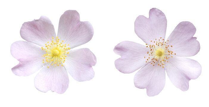 Fleurs de Rosa micrantha	