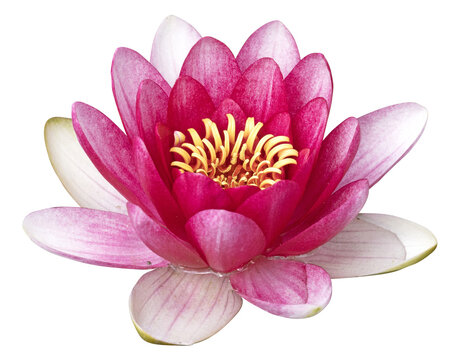 Fleur de N&eacute;nuphar rose