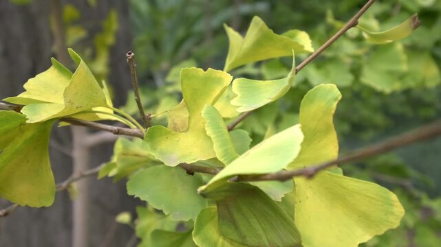 Close-up of Ginkgo Biloba leaves moving gently in the wind