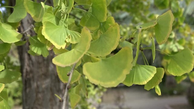 Close-up of Ginkgo Biloba leaves moving gently in the wind