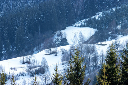 Snowy Mountain Valley and Pine Forest
