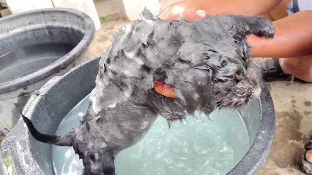 Person washes small, dark-furred dog in outdoor basin. Dog's fur is wet and matted from bathing. Hands gently hold dog as it dips in water. Scene suggests routine care or cleaning of pet