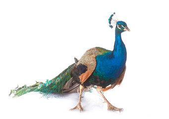 Fototapeta premium peacock