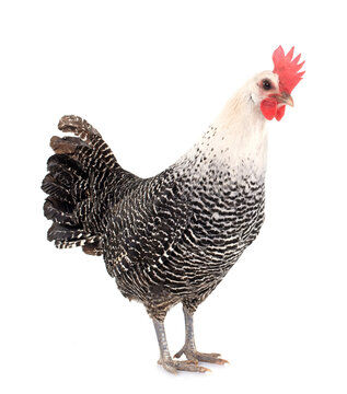 Braekel chicken