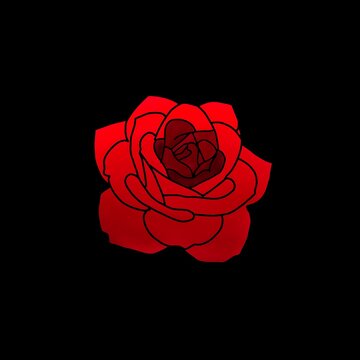 red rose on black background