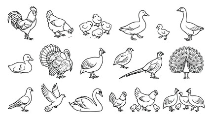Obraz premium Farm birds line art collection, 18 poultry and waterfowl vector icons, hand drawn rooster hen duck and swan illustrations for coloring book