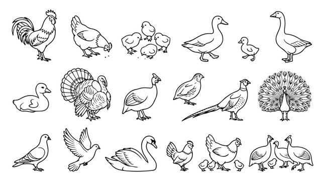 Farm birds line art collection, 18 poultry and waterfowl vector icons, hand drawn rooster hen duck and swan illustrations for coloring book