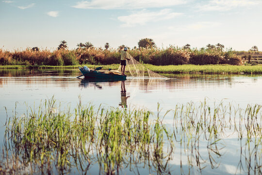 View of a fisherman standing on a small boat casting a net into the calm river water surrounded by lush green reeds and palm trees in Edfu, Aswan Governorate, Egypt.