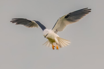 Obraz premium Black-shouldered Kite searching for prey in the overcast sky