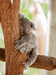 Obraz premium An Australian Koala Sleeping In a tree