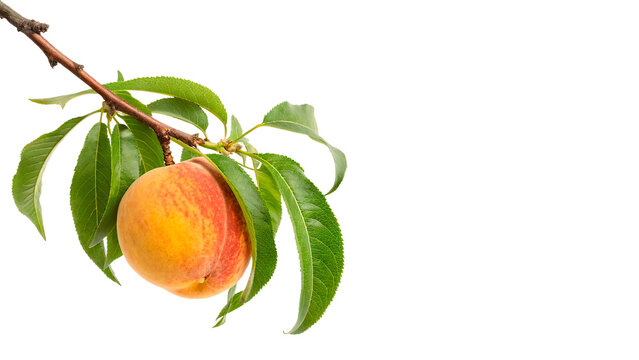 Fresh ripe peach hanging on a branch with green leaves isolated on transparent background cut out
