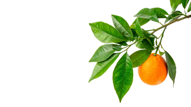 Single fresh orange mandarin hanging on a leafy green tree branch isolated on transparent background cut out
