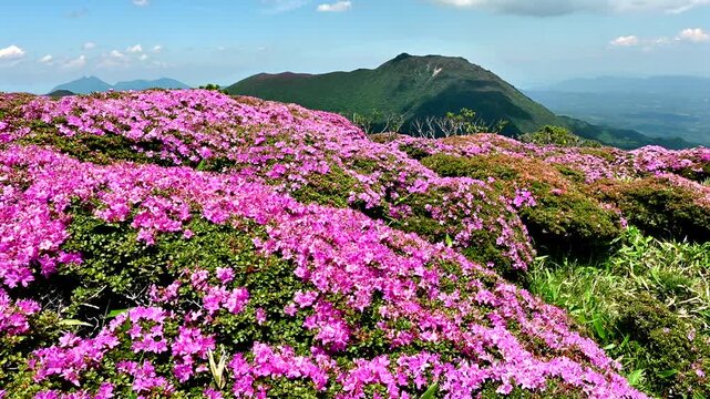 ミヤマキリシマ満開の山々_稲星山から大船山を望む‗大分県 くじゅう連山