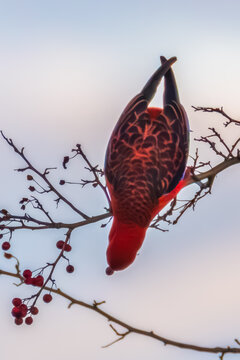 Crimson Rosella eating Hawthorn berries in the late afternoon light