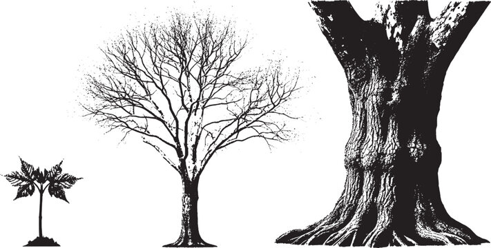 Black and white illustration showing the growth stages of a tree from a small sapling to a large mature trunk isolated on transparent background, Vector